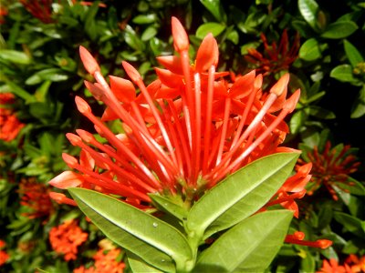 Close-ups of Ixora coccinea flowers in the Philippines Santan (Philippines) Rubiaceae Santan Ixora coccinea Linn. JUNGLE FLAME Ixora coccinea  in Poblacion, Baliuag, Bulacan Effects of Tropical Storm 