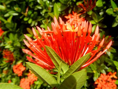 Close-ups of Ixora coccinea flowers in the Philippines Santan (Philippines) Rubiaceae Santan Ixora coccinea Linn. JUNGLE FLAME Ixora coccinea  in Poblacion, Baliuag, Bulacan Effects of Tropical Storm 