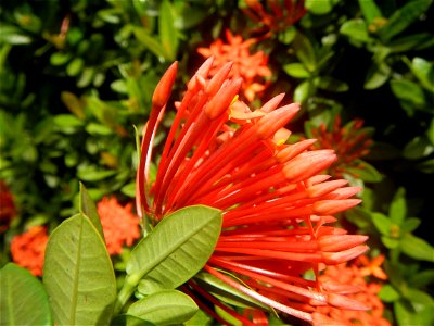 Close-ups of Ixora coccinea flowers in the Philippines Santan (Philippines) Rubiaceae Santan Ixora coccinea Linn. JUNGLE FLAME Ixora coccinea  in Poblacion, Baliuag, Bulacan Effects of Tropical Storm 