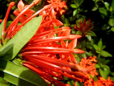 Close-ups of Ixora coccinea flowers in the Philippines Santan (Philippines) Rubiaceae Santan Ixora coccinea Linn. JUNGLE FLAME Ixora coccinea  in Poblacion, Baliuag, Bulacan Effects of Tropical Storm 