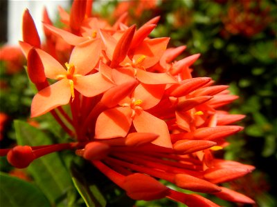 Close-ups of Ixora coccinea flowers in the Philippines Santan (Philippines) Rubiaceae Santan Ixora coccinea Linn. JUNGLE FLAME Ixora coccinea  in Poblacion, Baliuag, Bulacan Effects of Tropical Storm 
