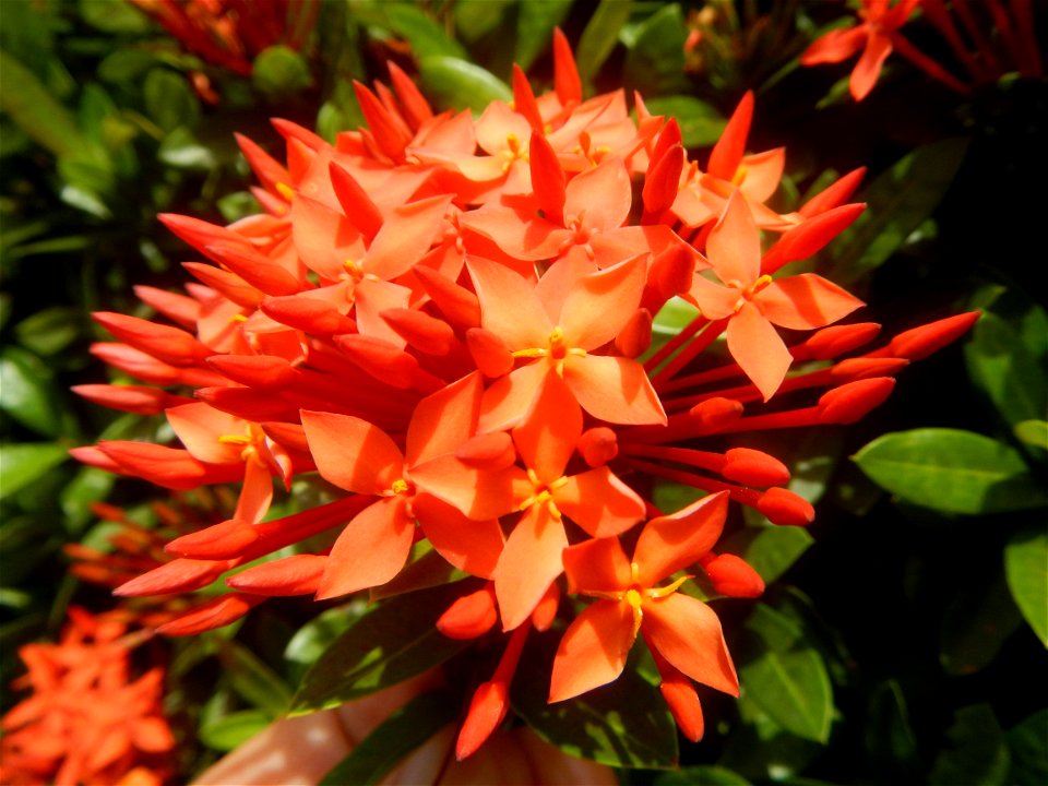 Close-ups of Ixora coccinea flowers in the Philippines Santan (Philippines) Rubiaceae Santan Ixora coccinea Linn. JUNGLE FLAME Ixora coccinea  in Poblacion, Baliuag, Bulacan Effects of Tropical Storm 