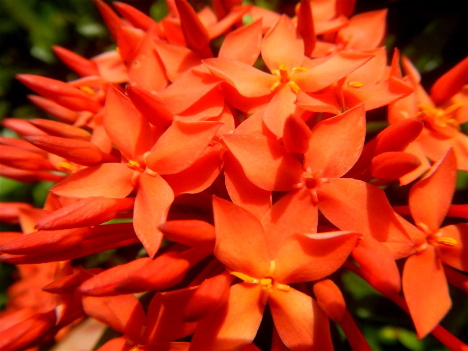 Close-ups of Ixora coccinea flowers in the Philippines Santan (Philippines) Rubiaceae Santan Ixora coccinea Linn. JUNGLE FLAME Ixora coccinea  in Poblacion, Baliuag, Bulacan Effects of Tropical Storm 