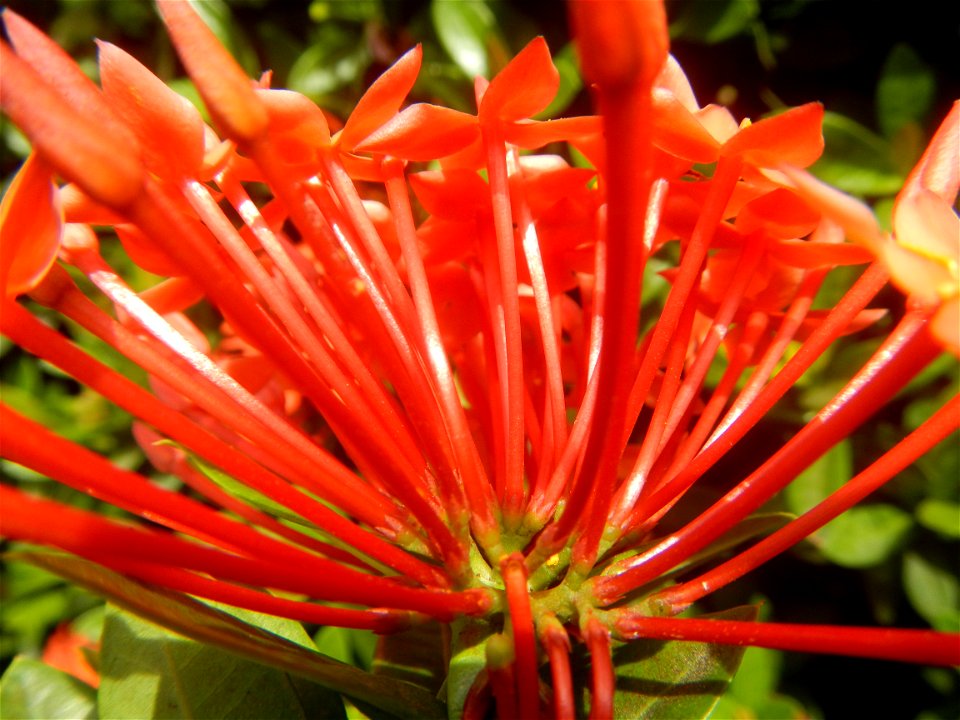 Close-ups of Ixora coccinea flowers in the Philippines Santan (Philippines) Rubiaceae Santan Ixora coccinea Linn. JUNGLE FLAME Ixora coccinea  in Poblacion, Baliuag, Bulacan Effects of Tropical Storm 