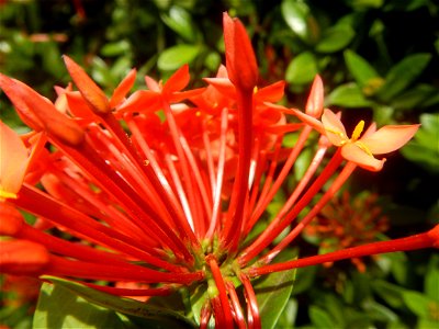 Close-ups of Ixora coccinea flowers in the Philippines Santan (Philippines) Rubiaceae Santan Ixora coccinea Linn. JUNGLE FLAME Ixora coccinea  in Poblacion, Baliuag, Bulacan Effects of Tropical Storm 