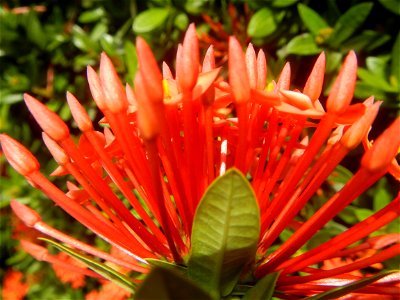 Close-ups of Ixora coccinea flowers in the Philippines Santan (Philippines) Rubiaceae Santan Ixora coccinea Linn. JUNGLE FLAME Ixora coccinea  in Poblacion, Baliuag, Bulacan Effects of Tropical Storm 