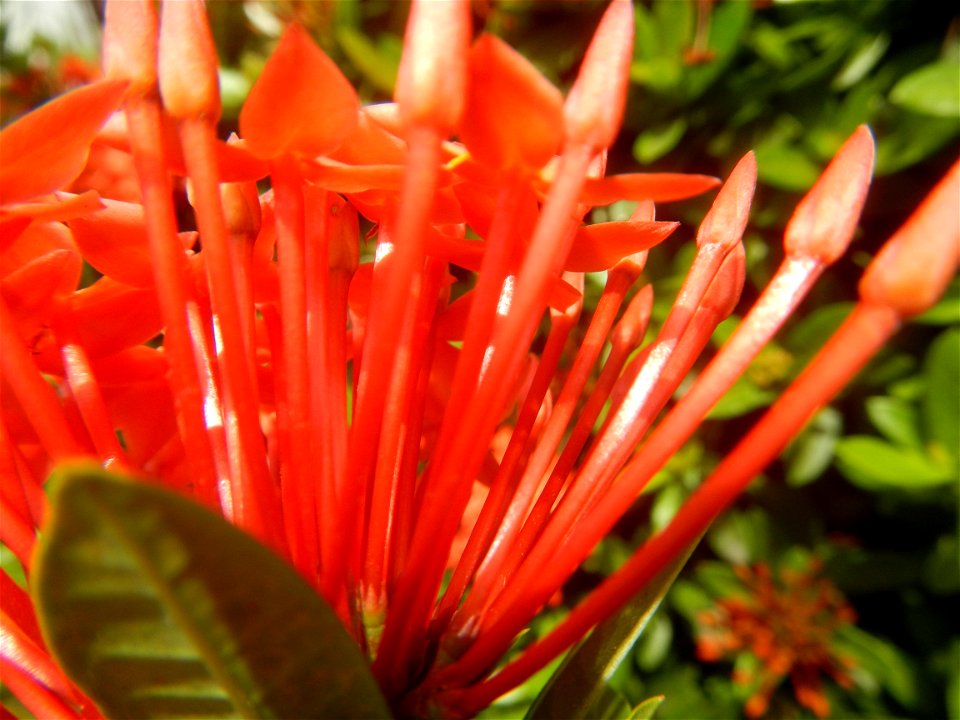 Close-ups of Ixora coccinea flowers in the Philippines Santan (Philippines) Rubiaceae Santan Ixora coccinea Linn. JUNGLE FLAME Ixora coccinea  in Poblacion, Baliuag, Bulacan Effects of Tropical Storm 