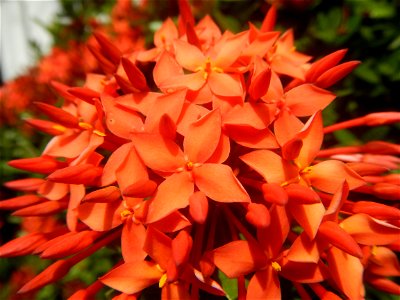 Close-ups of Ixora coccinea flowers in the Philippines Santan (Philippines) Rubiaceae Santan Ixora coccinea Linn. JUNGLE FLAME Ixora coccinea in Poblacion, Baliuag, Bulacan Effects of Tropical Storm photo