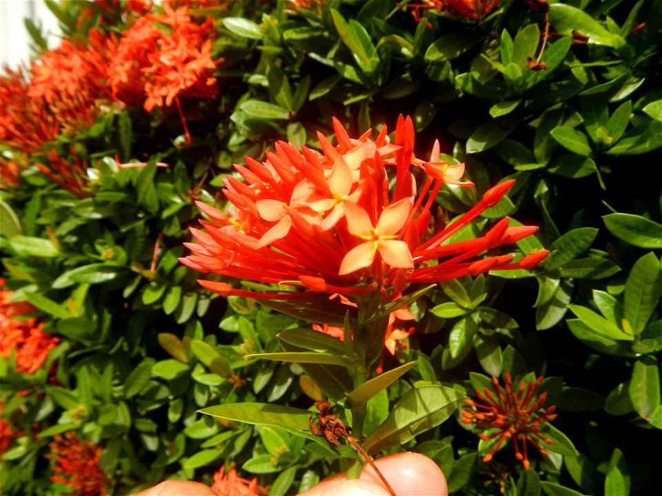 Close-ups of Ixora coccinea flowers in the Philippines Santan (Philippines) Rubiaceae Santan Ixora coccinea Linn. JUNGLE FLAME Ixora coccinea  in Poblacion, Baliuag, Bulacan Effects of Tropical Storm 