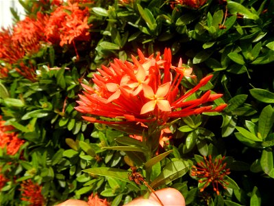 Close-ups of Ixora coccinea flowers in the Philippines Santan (Philippines) Rubiaceae Santan Ixora coccinea Linn. JUNGLE FLAME Ixora coccinea  in Poblacion, Baliuag, Bulacan Effects of Tropical Storm 