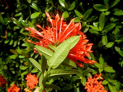 Close-ups of Ixora coccinea flowers in the Philippines Santan (Philippines) Rubiaceae Santan Ixora coccinea Linn. JUNGLE FLAME Ixora coccinea  in Poblacion, Baliuag, Bulacan Effects of Tropical Storm 