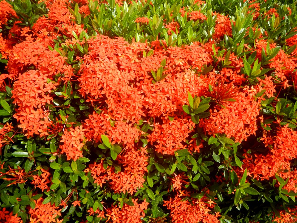 Close-ups of Ixora coccinea flowers in the Philippines Santan (Philippines) Rubiaceae Santan Ixora coccinea Linn. JUNGLE FLAME Ixora coccinea  in Poblacion, Baliuag, Bulacan Effects of Tropical Storm 
