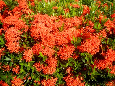 Close-ups of Ixora coccinea flowers in the Philippines Santan (Philippines) Rubiaceae Santan Ixora coccinea Linn. JUNGLE FLAME Ixora coccinea in Poblacion, Baliuag, Bulacan Effects of Tropical Storm photo