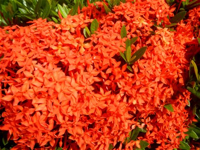Close-ups of Ixora coccinea flowers in the Philippines Santan (Philippines) Rubiaceae Santan Ixora coccinea Linn. JUNGLE FLAME Ixora coccinea  in Poblacion, Baliuag, Bulacan Effects of Tropical Storm 