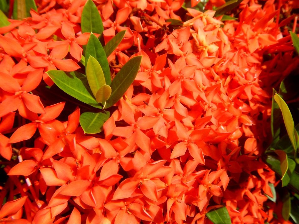 Close-ups of Ixora coccinea flowers in the Philippines Santan (Philippines) Rubiaceae Santan Ixora coccinea Linn. JUNGLE FLAME Ixora coccinea  in Poblacion, Baliuag, Bulacan Effects of Tropical Storm 