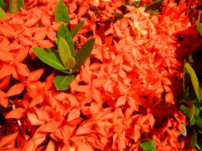 Close-ups of Ixora coccinea flowers in the Philippines Santan (Philippines) Rubiaceae Santan Ixora coccinea Linn. JUNGLE FLAME Ixora coccinea  in Poblacion, Baliuag, Bulacan Effects of Tropical Storm 