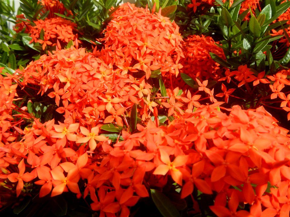 Close-ups of Ixora coccinea flowers in the Philippines Santan (Philippines) Rubiaceae Santan Ixora coccinea Linn. JUNGLE FLAME Ixora coccinea  in Poblacion, Baliuag, Bulacan Effects of Tropical Storm 