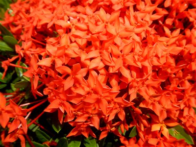 Close-ups of Ixora coccinea flowers in the Philippines Santan (Philippines) Rubiaceae Santan Ixora coccinea Linn. JUNGLE FLAME Ixora coccinea in Poblacion, Baliuag, Bulacan Effects of Tropical Storm photo