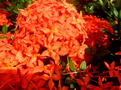 Close-ups of Ixora coccinea flowers in the Philippines Santan (Philippines) Rubiaceae Santan Ixora coccinea Linn. JUNGLE FLAME Ixora coccinea  in Poblacion, Baliuag, Bulacan Effects of Tropical Storm 