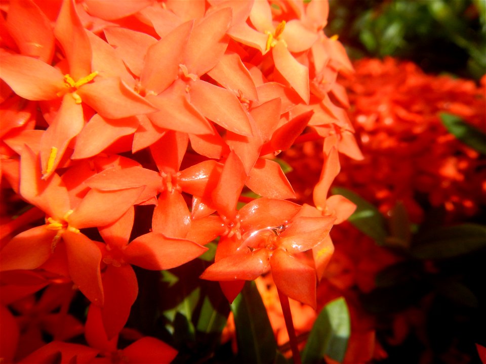 Close-ups of Ixora coccinea flowers in the Philippines Santan (Philippines) Rubiaceae Santan Ixora coccinea Linn. JUNGLE FLAME Ixora coccinea  in Poblacion, Baliuag, Bulacan Effects of Tropical Storm 