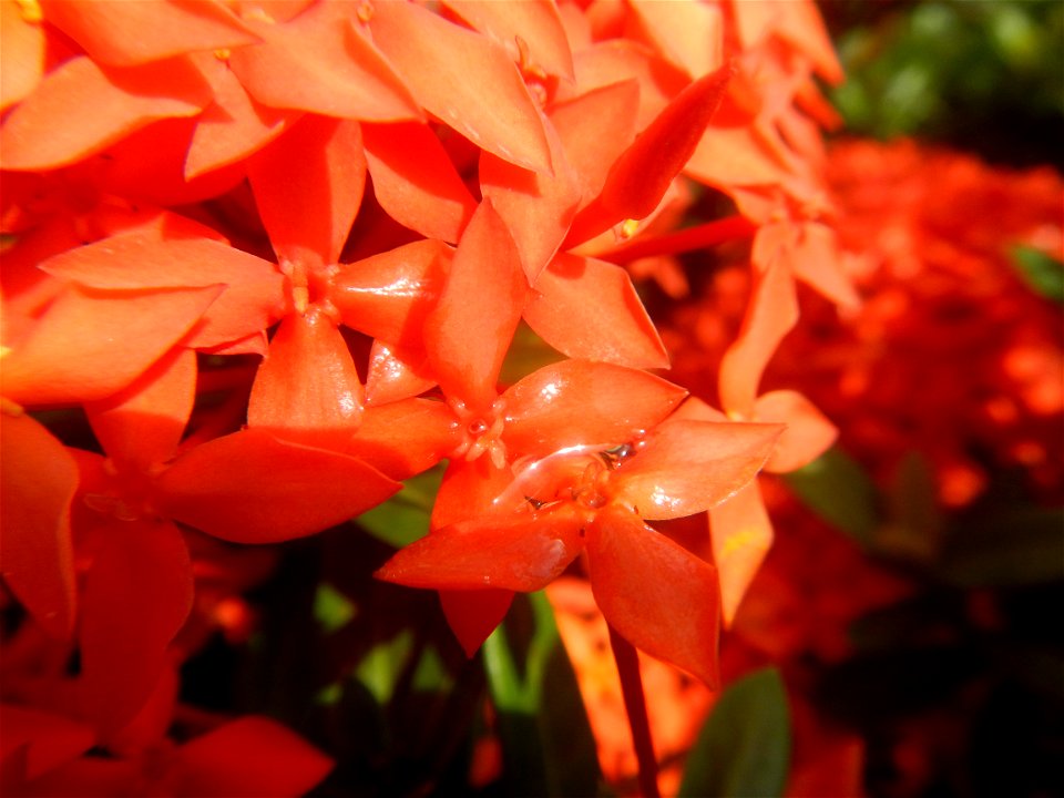 Close-ups of Ixora coccinea flowers in the Philippines Santan (Philippines) Rubiaceae Santan Ixora coccinea Linn. JUNGLE FLAME Ixora coccinea  in Poblacion, Baliuag, Bulacan Effects of Tropical Storm 