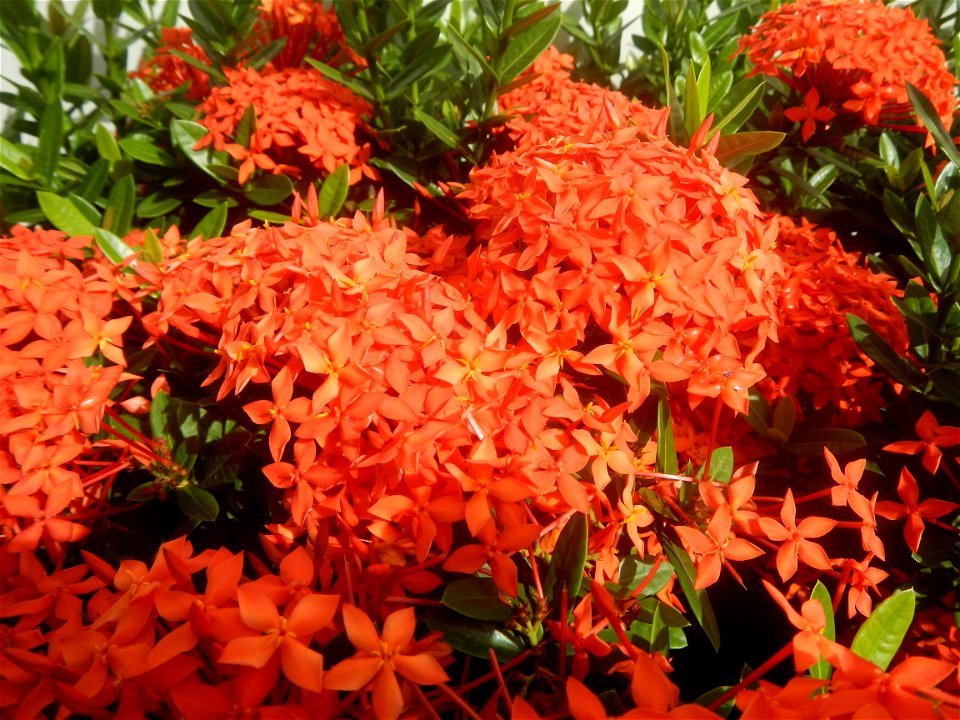 Close-ups of Ixora coccinea flowers in the Philippines Santan (Philippines) Rubiaceae Santan Ixora coccinea Linn. JUNGLE FLAME Ixora coccinea  in Poblacion, Baliuag, Bulacan Effects of Tropical Storm 