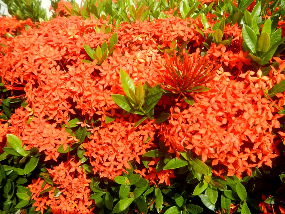 Close-ups of Ixora coccinea flowers in the Philippines Santan (Philippines) Rubiaceae Santan Ixora coccinea Linn. JUNGLE FLAME Ixora coccinea  in Poblacion, Baliuag, Bulacan Effects of Tropical Storm 
