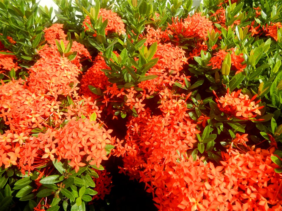Close-ups of Ixora coccinea flowers in the Philippines Santan (Philippines) Rubiaceae Santan Ixora coccinea Linn. JUNGLE FLAME Ixora coccinea  in Poblacion, Baliuag, Bulacan Effects of Tropical Storm 