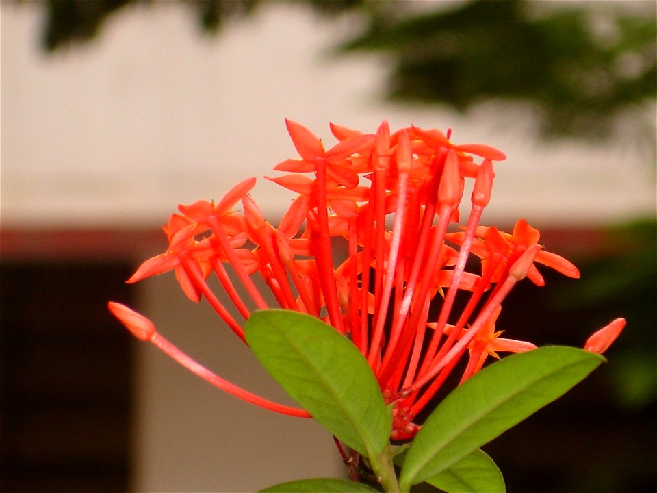 Ixora in partial bloom