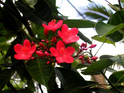 Ixora coccinea, Sri Lanka