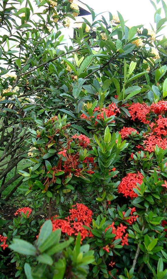 Two varieties of Ixora coccinea, commonly called  in the Philippines (Jungle Geranium, Flame of the Woods, and Jungle Flame elsewhere). It is native to Southeast Asia.
Kingdom: 	Plantae
(unranked): 	A