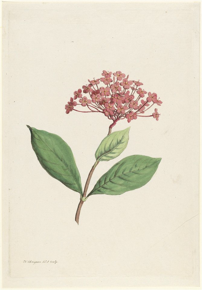 IdentificatieTitel(s): Pauwenkers (Ixora coccinea)Objecttype: prent ornamentprent Objectnummer: RP-P-1904-4052Opschriften / Merken: verzamelaarsmerk, verso, gestempeld: Lugt 2228VervaardigingVervaardi