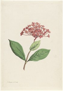 IdentificatieTitel(s): Pauwenkers (Ixora coccinea)Objecttype: prent ornamentprent Objectnummer: RP-P-1904-4052Opschriften / Merken: verzamelaarsmerk, verso, gestempeld: Lugt 2228VervaardigingVervaardi