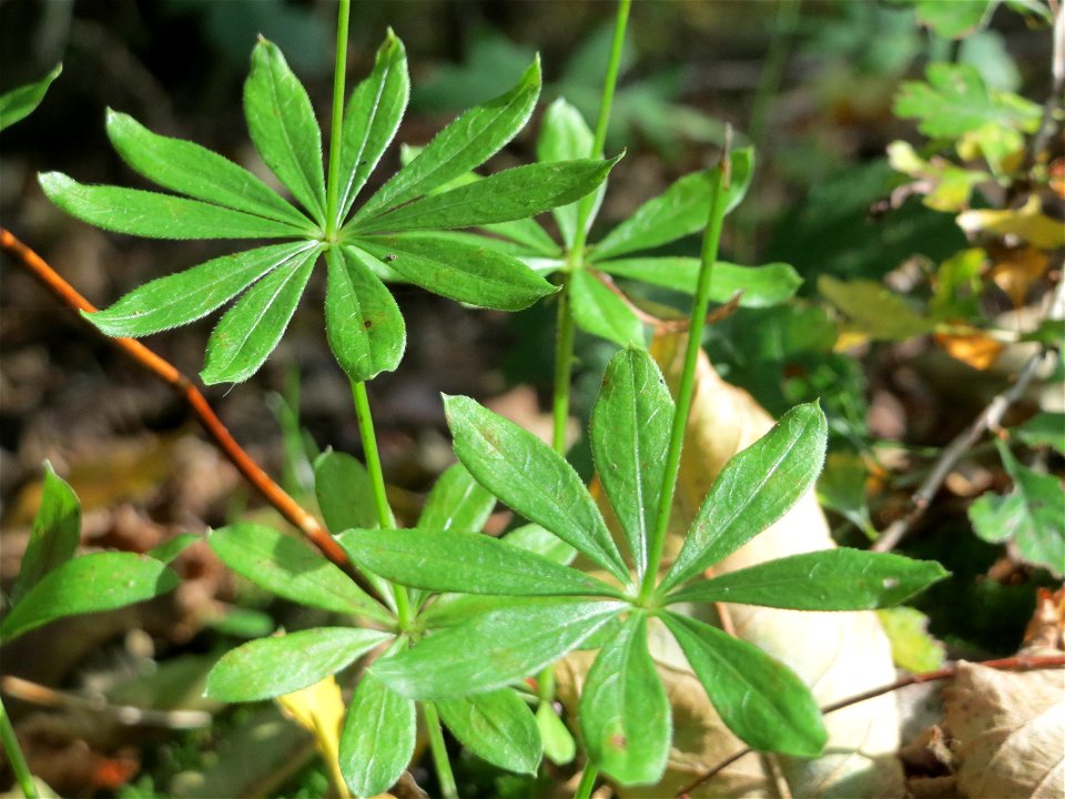 Waldmeister (Galium odoratum) am Schalkenmehrener Maar