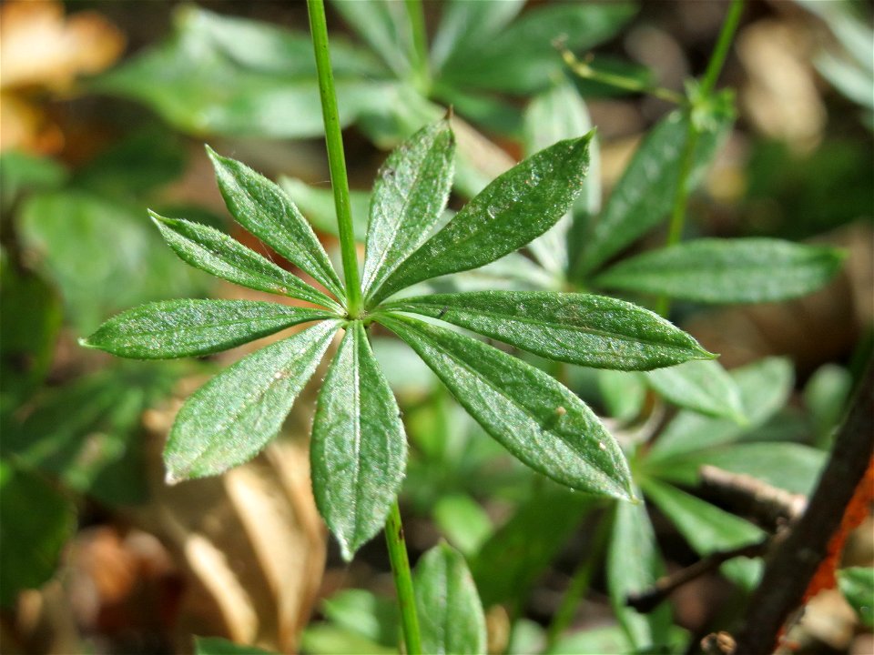 Waldmeister (Galium odoratum) am Schalkenmehrener Maar