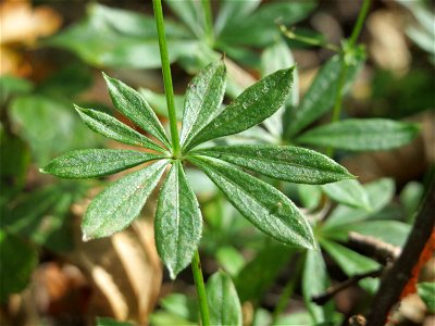 Waldmeister (Galium odoratum) am Schalkenmehrener Maar