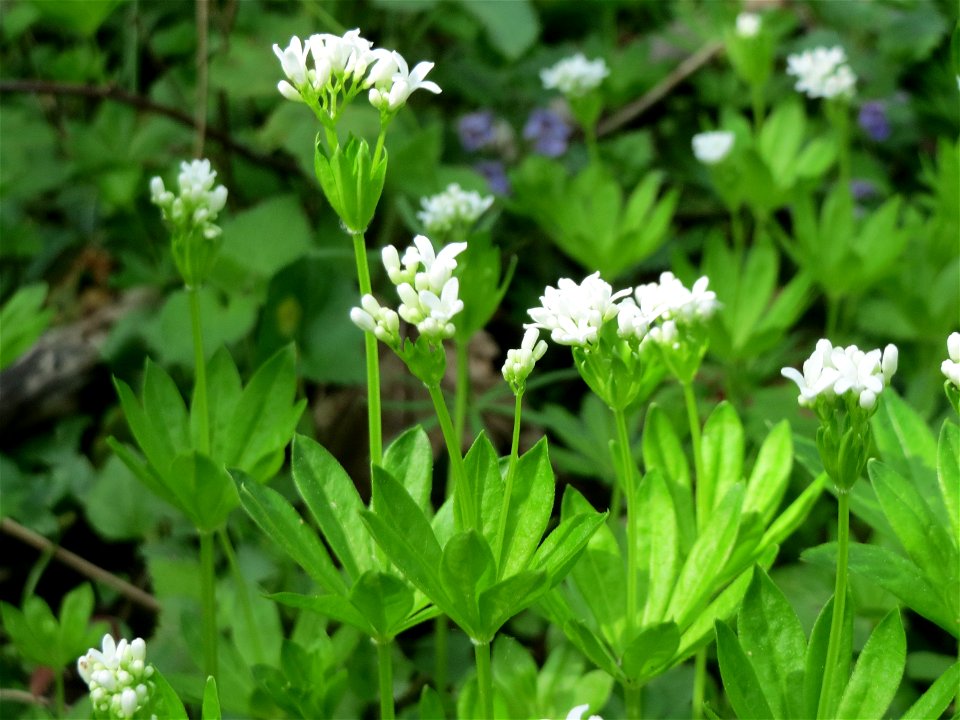 Waldmeister (Galium odoratum) im Schwetzinger Hardt