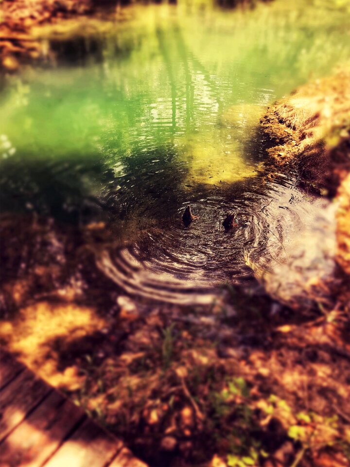 Pond river water
