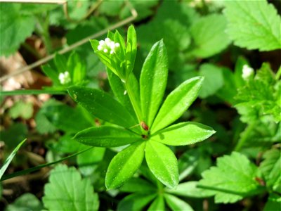 Waldmeister (Galium odoratum) im Schwetzinger Hardt