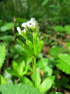 Waldmeister (Galium odoratum) im Schwetzinger Hardt