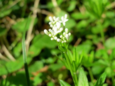 Waldmeister (Galium odoratum) im Schwetzinger Hardt