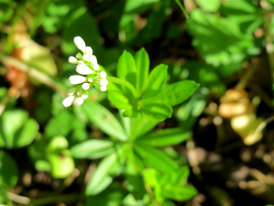 Waldmeister (Galium odoratum) im Schwetzinger Hardt