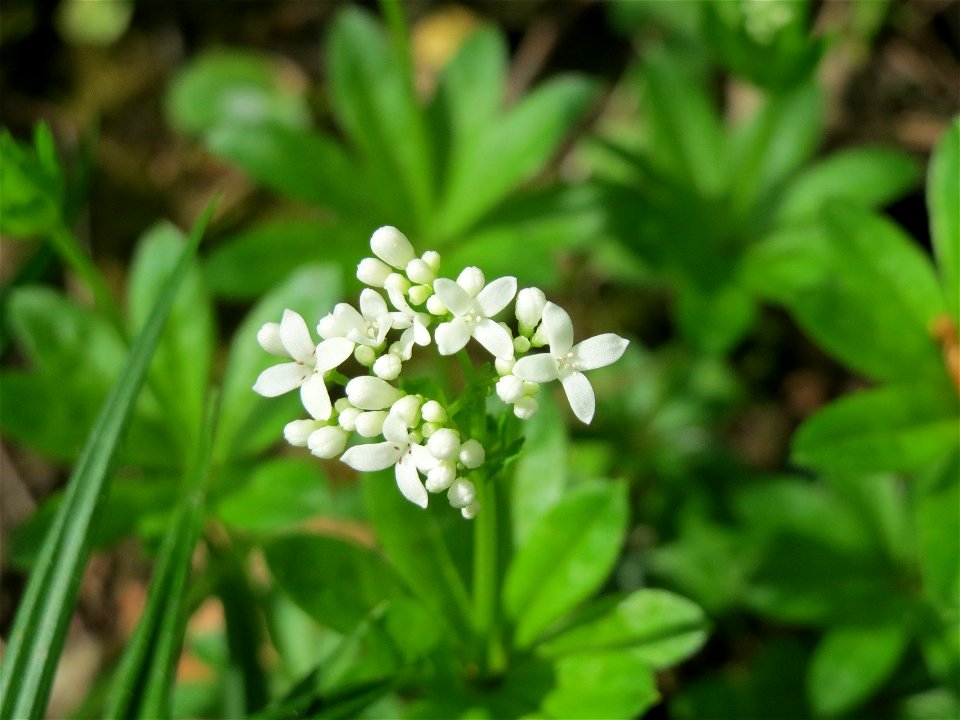 Waldmeister (Galium odoratum) im Schwetzinger Hardt