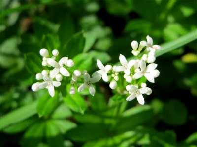 Waldmeister (Galium odoratum) im Schwetzinger Hardt