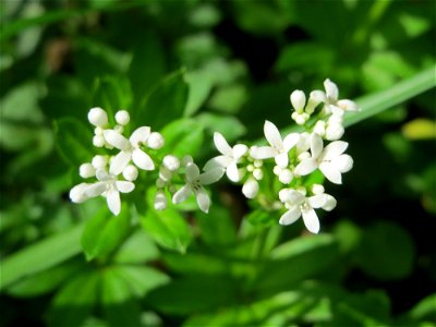 Waldmeister (Galium odoratum) im Schwetzinger Hardt photo