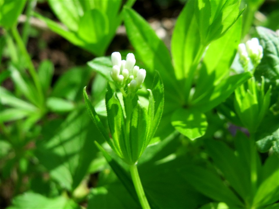 Waldmeister (Galium odoratum) im Schwetzinger Hardt