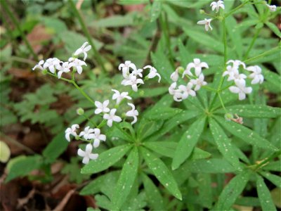 Waldmeister (Galium odoratum) im Schwetzinger Hardt