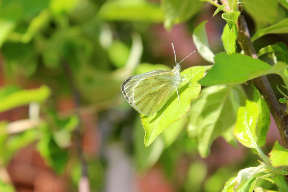 Green nature izmit