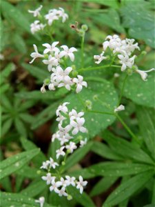 Waldmeister (Galium odoratum) im Schwetzinger Hardt