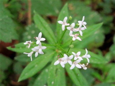 Waldmeister (Galium odoratum) im Schwetzinger Hardt